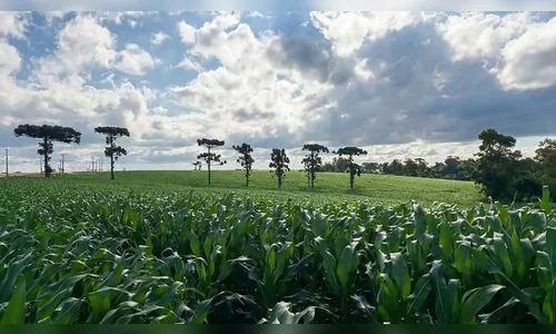 Com colheita da soja, plantio do milho safrinha chega a 70% na região de Ivaiporã