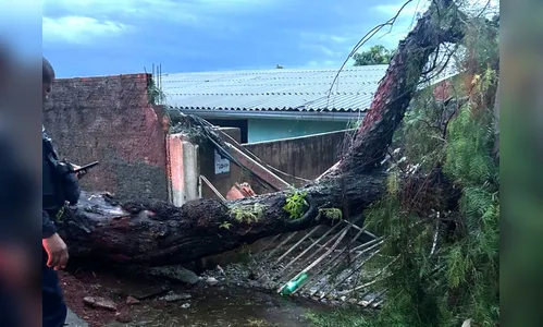 Temporal provocou inundações relâmpago e quedas de árvores em Apucarana