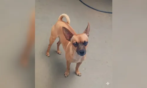 Família oferece R$ 3 mil por pinscher desaparecido em Apucarana