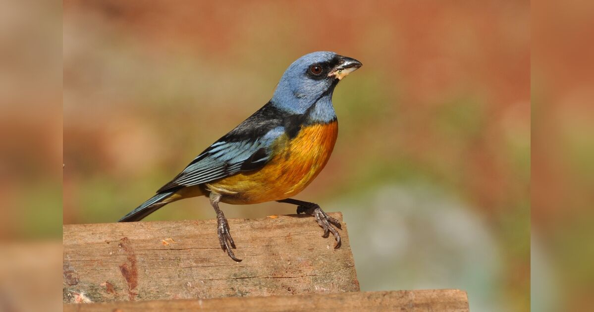 Apucarana participa de evento mundial de observação de aves