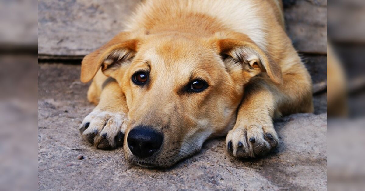 Vizinhos denunciam mulher suspeita de ir embora de apartamento e abandonar cachorro no local