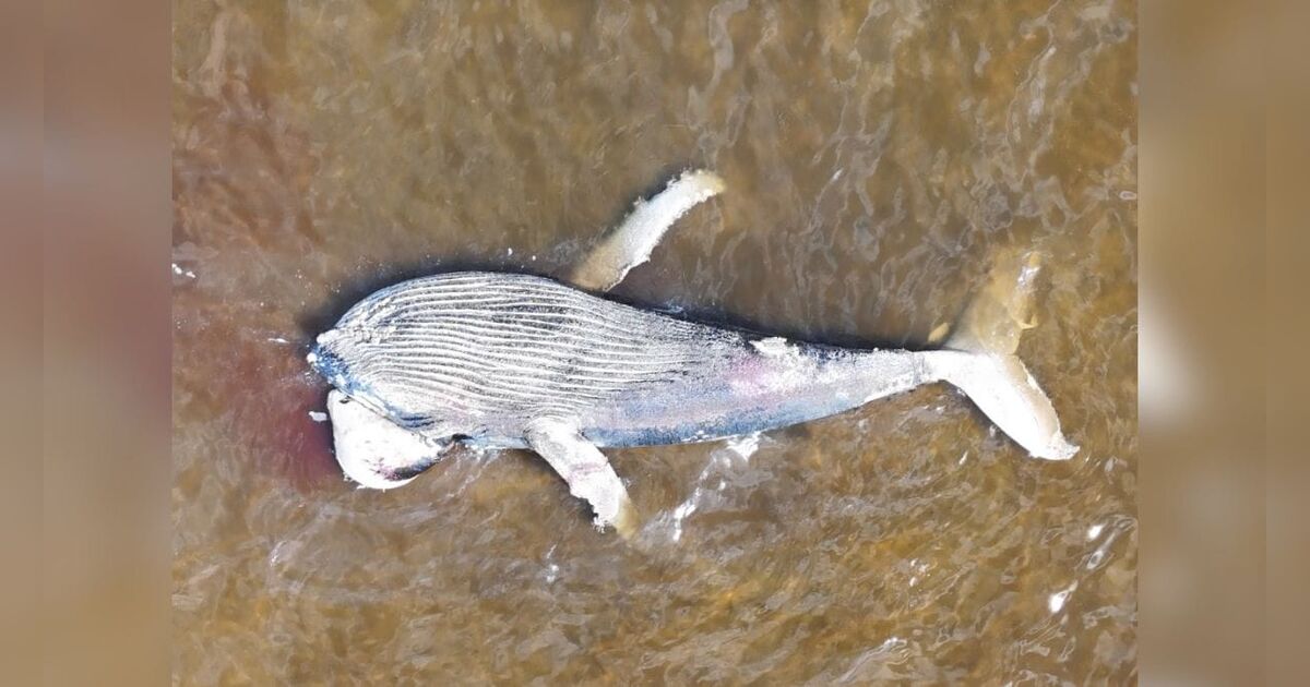 Baleia jubarte morre e encalha em praia de cidade história de SC