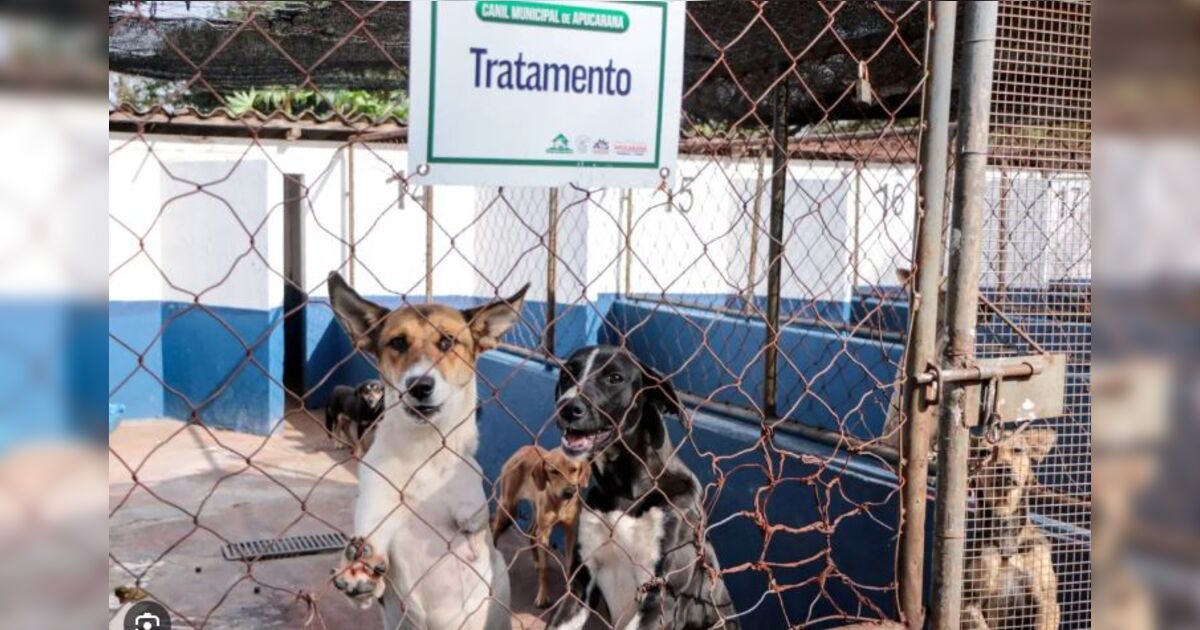 Diretor do Centro Municipal de Saúde Animal de Apucarana é preso por maus-tratos a animais