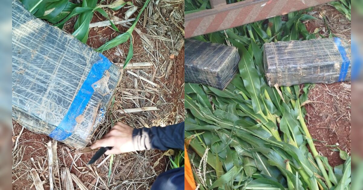 Guarda Municipal de Arapongas encontra 40kg de maconha escondida em milharal