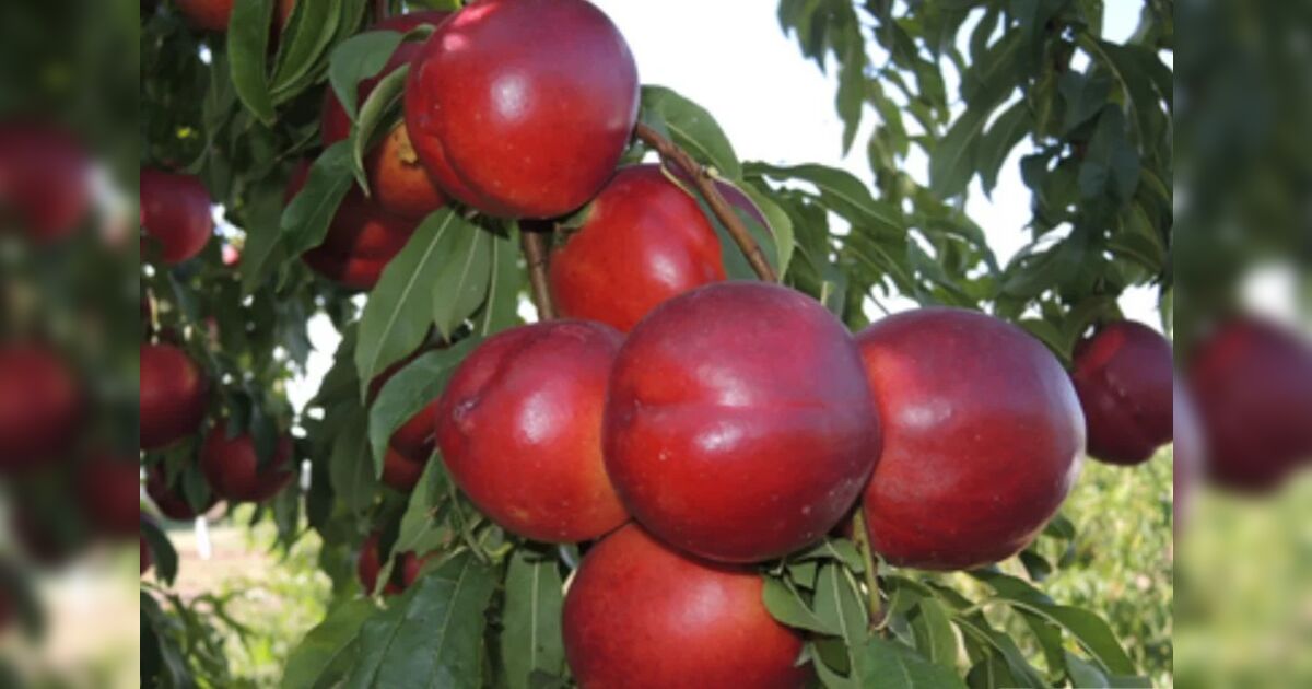 Saiba porque plantar essa árvore pode gerar uma multa de R$ 1,6 milhão