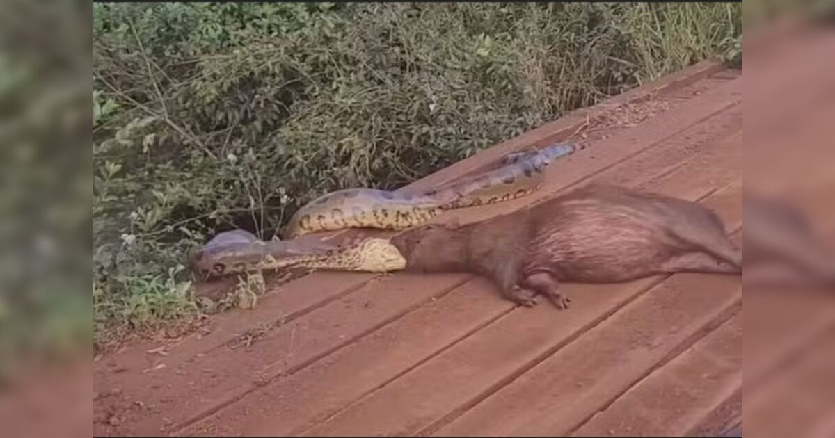 Sucuri é flagrada tentando devorar capivara às margens de córrego no interior de MS