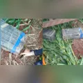Guarda Municipal de Arapongas encontra 40kg de maconha escondida em milharal