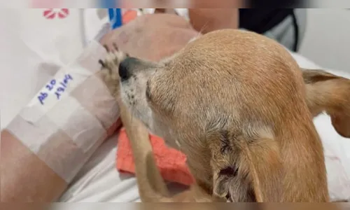 Cachorrinha visita tutor no hospital e homem morre após despedida