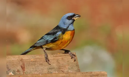 Apucarana participa de evento mundial de observação de aves