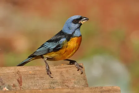Apucarana participa de evento mundial de observação de aves