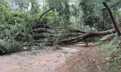 Árvore cai, rompe fiação elétrica e deixa trânsito lento entre Apucarana e Rio Bom