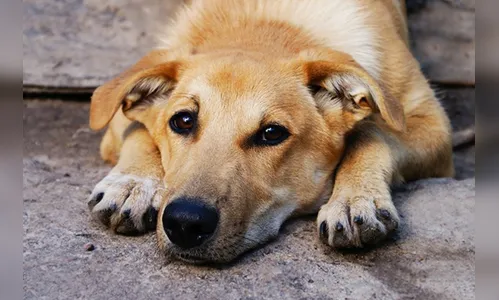 Vizinhos denunciam mulher suspeita de ir embora de apartamento e abandonar cachorro no local