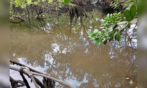 Três corpos são encontrados boiando em áreas de manguezal no PR