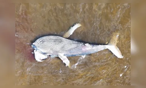 Baleia jubarte morre e encalha em praia de cidade história de SC