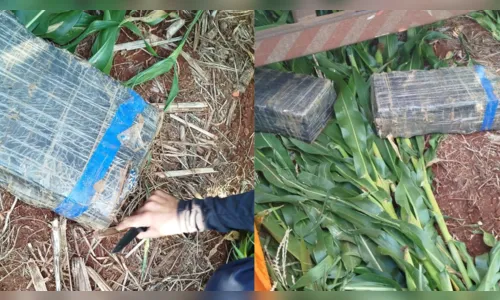 Guarda Municipal de Arapongas encontra 40kg de maconha escondida em milharal