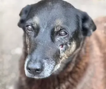 O cão Orelha morreu em janeiro, a morte gerou grande repercussão