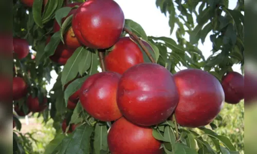 Saiba porque plantar essa árvore pode gerar uma multa de R$ 1,6 milhão