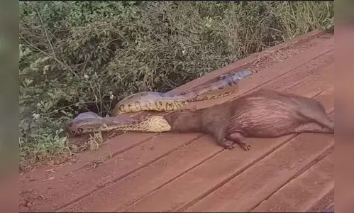 Sucuri é flagrada tentando devorar capivara às margens de córrego no interior de MS