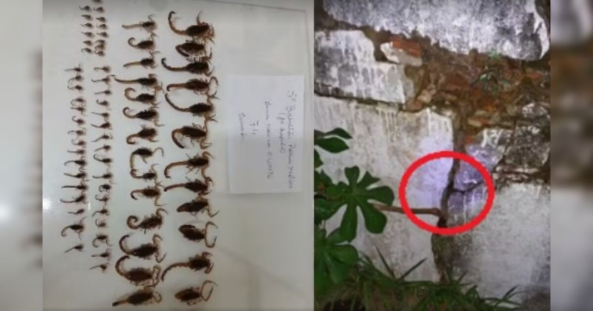 140 escorpiões são encontrados em batalhão da Polícia Milita