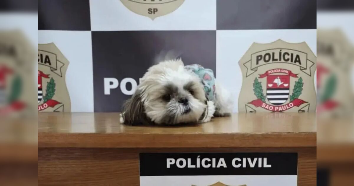 Cachorra furtada há quase um ano é encontrada e devolvida a tutora