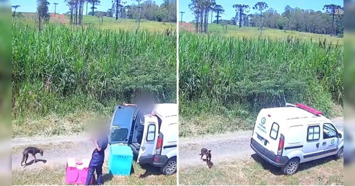Três veterinários são indiciados por maus-tratos a animais n