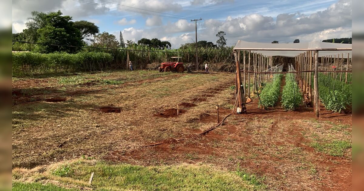 Excesso de chuva provocado pelo El Niño afeta plantio e colheita em Apucarana