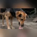 Seis animais são encontrados mortos por suspeita de envenenamento em Cruzmaltina