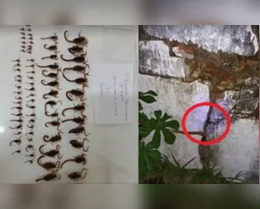 Vigilância Sanitária encontra 140 escorpiões em batalhão da PM no Paraná