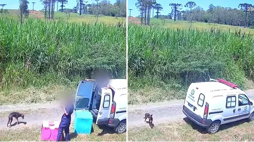 Dois cães recolhidos para castração foram deixados em uma área remota