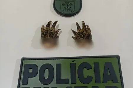 Polícia encontra patas de jacaré armazenadas em freezer durante ocorrência no Paraná