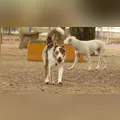 Cachorros soltos avançam contra mulher e filha em Faxinal