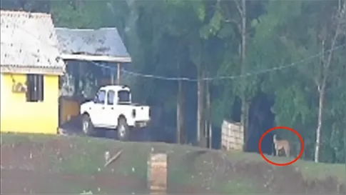 Onça-parda é vista em propriedade rural de São João do Ivaí