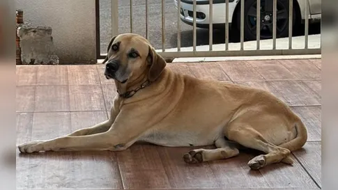 Você viu o Bento? Família procura por cachorro desaparecido em Apucarana