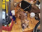 Três pitbulls são resgatados em situação de abandono em Arapongas