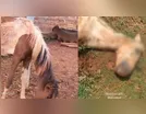 Égua morta e cavalos com carrapatos mobilizam autoridades em Arapongas