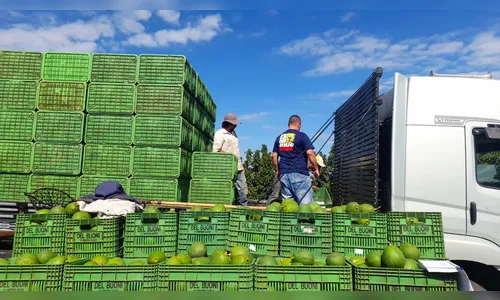 Apucarana, terra também das flores, do abacate e do ovo de codorna
