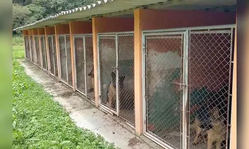 PCPR resgata 120 cães vítimas de maus-tratos em canil no PR