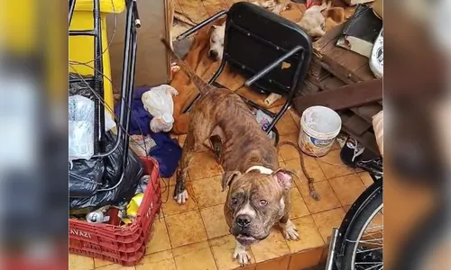 Três pitbulls são resgatados em situação de abandono em Arapongas