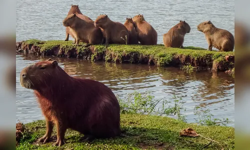 Capivaras são moradoras ilustres do Parque Jaboti em Apucarana