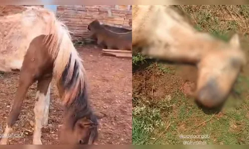 Égua morta e cavalos com carrapatos mobilizam autoridades em Arapongas