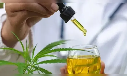 Justiça autoriza morador de Apucarana a cultivar cannabis em casa