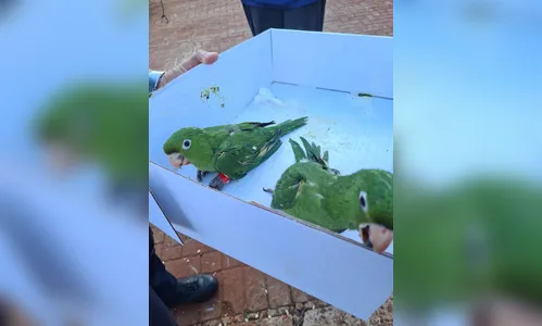 Maritacas feridas são resgatadas em Arapongas e levadas para Unifil