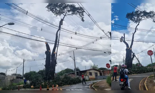 Paineira da zona norte de Apucarana é removida pela prefeitura