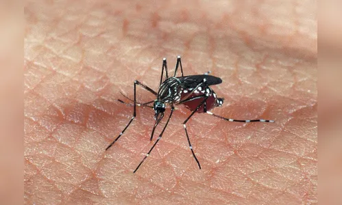 Secretaria de Saúde confirma novo óbito por dengue no Paraná