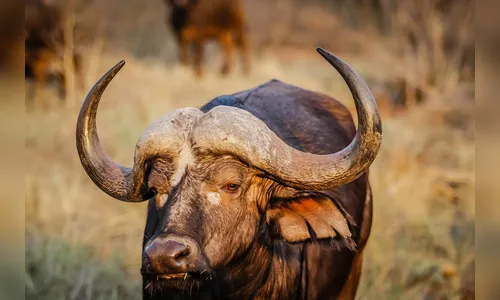 133 búfalas morrem por maus-tratos em fazenda de SP
