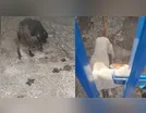 Pitbulls resgatados em Arapongas comiam fezes e vômito, afirma polícia