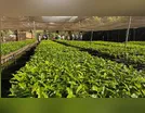 Prefeitura de Ivaiporã entrega 80 mil mudas de café a produtores