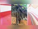 Ossada em decomposição é encontrada em córrego de Arapongas