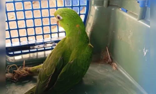 Maritaca enroscada em árvore é resgatada na Vila Reis em Apucarana