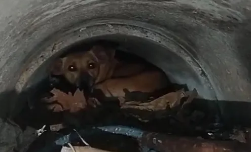 A cachorra ficou presa com seus filhotes em uma galeria pluvial.